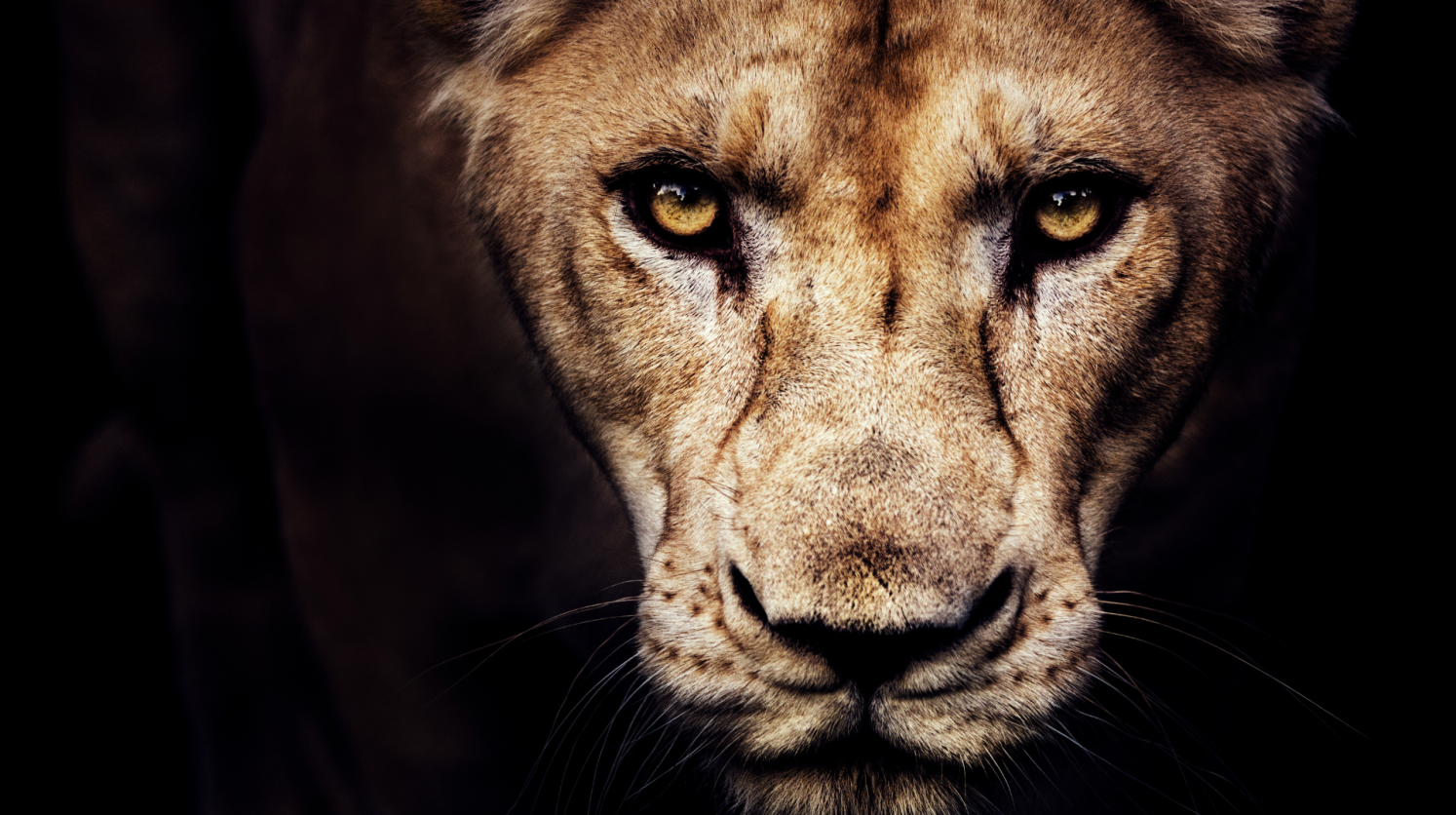 Wild Woman-2