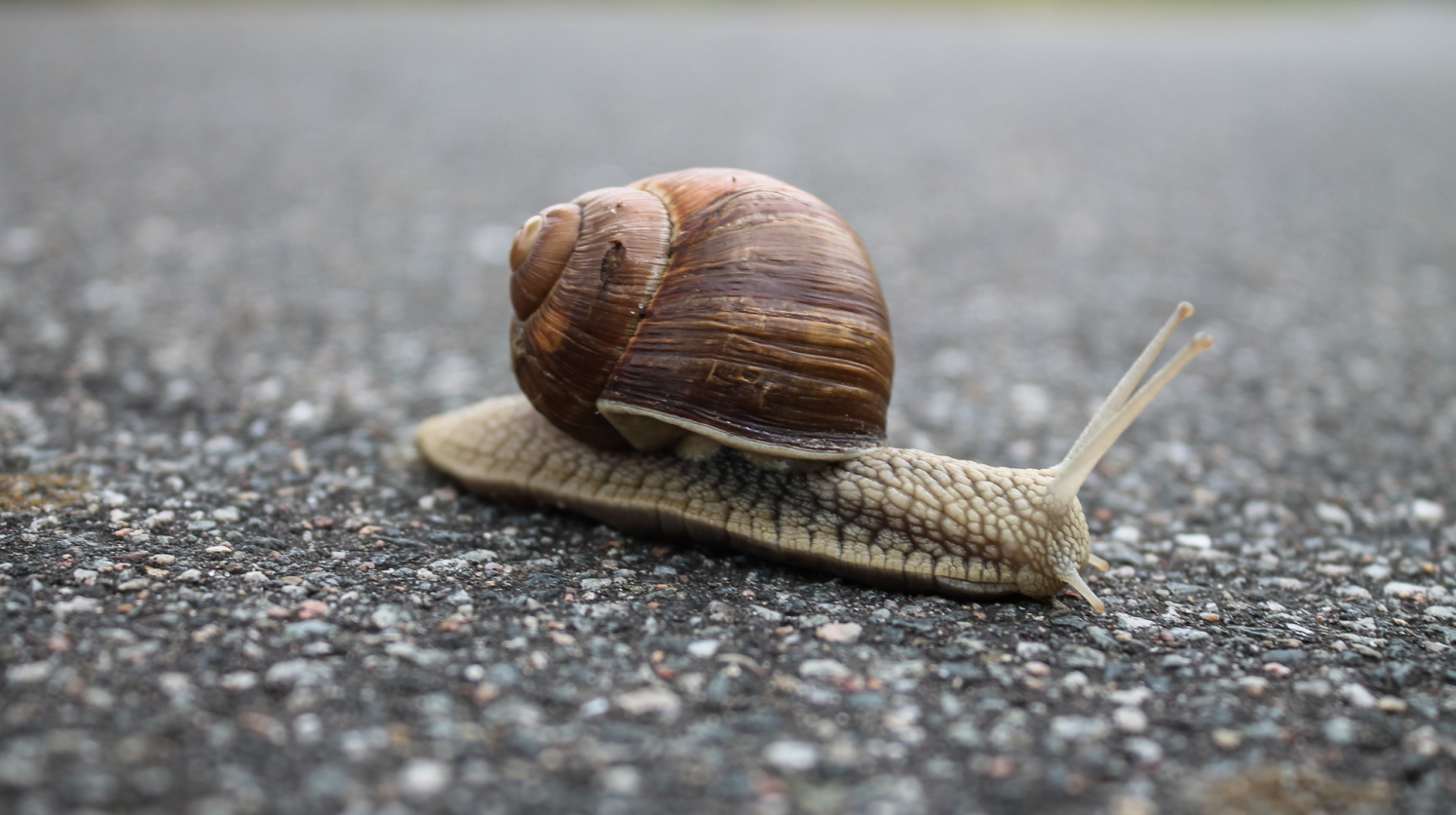 slow down and live